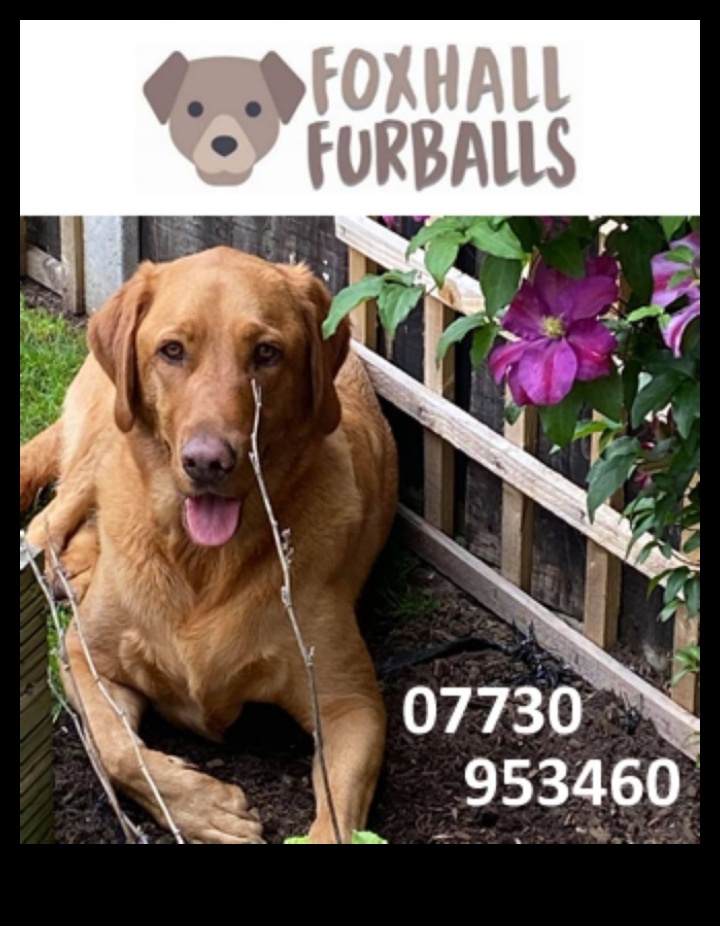 אולימפיאדת כיס לחיות מחמד: תחרויות ידידותיות לכדורי פרווה קטנים