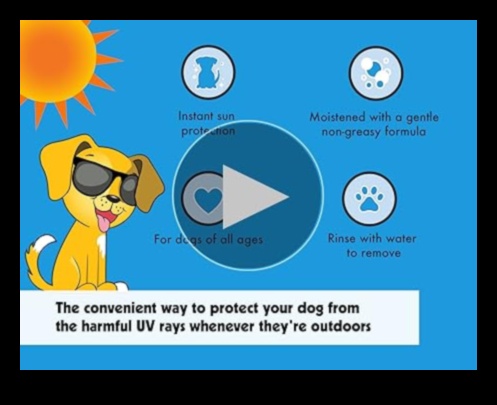 בטיחות שמש עבור חיות מחמד: הגנה על חבריך הפרוותיים מפני קרני UV מזיקות