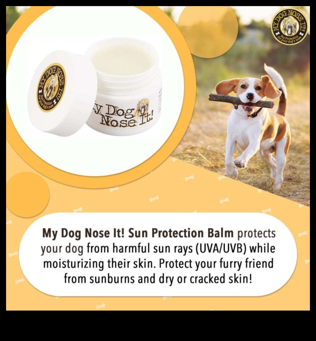 בטיחות שמש עבור חיות מחמד: הגנה על חבריך הפרוותיים מפני קרני UV מזיקות