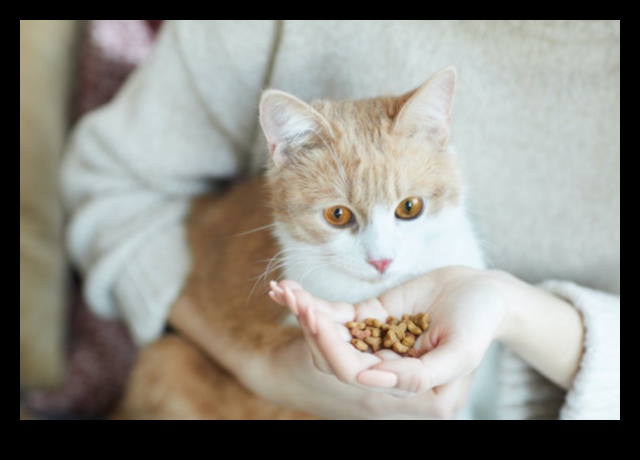 Catnap Chronicles המשך: הבנת דפוסי שינה שונים