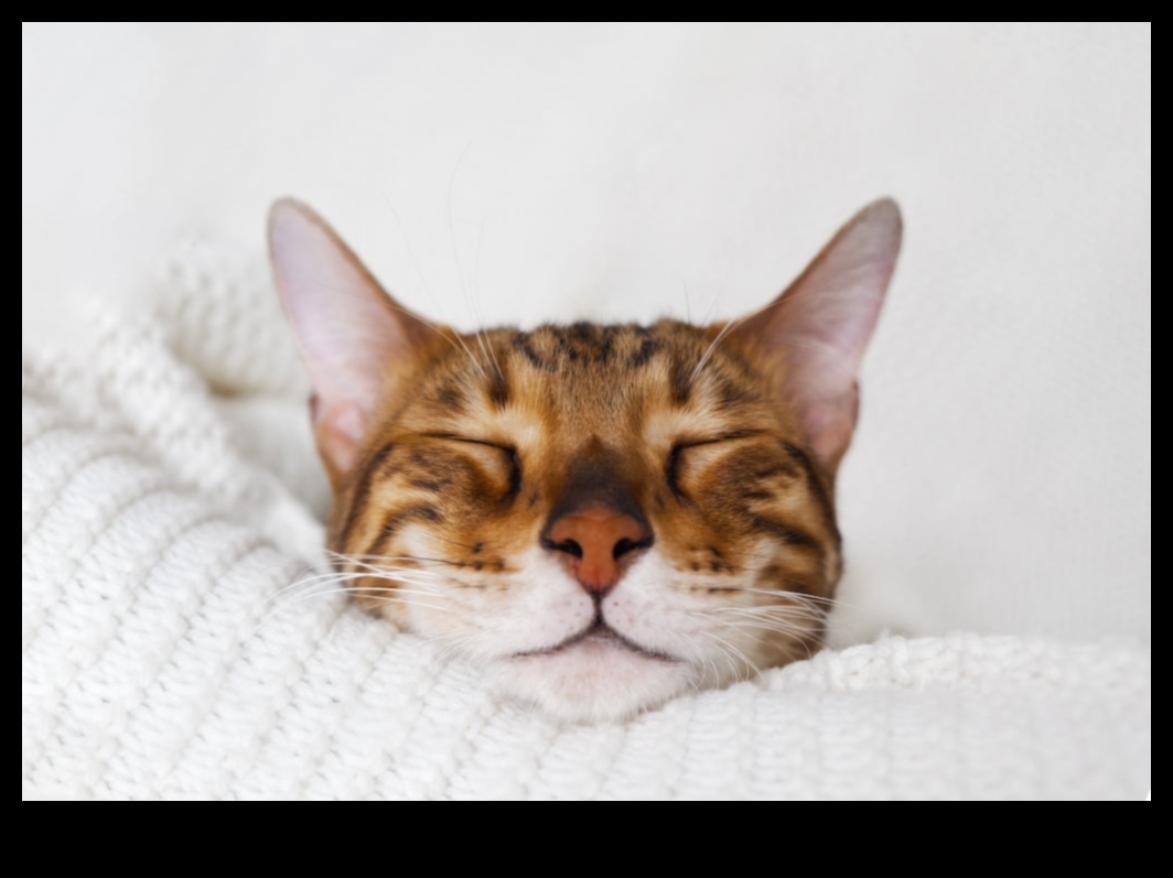 Catnap Chronicles המשך: הבנת דפוסי שינה שונים