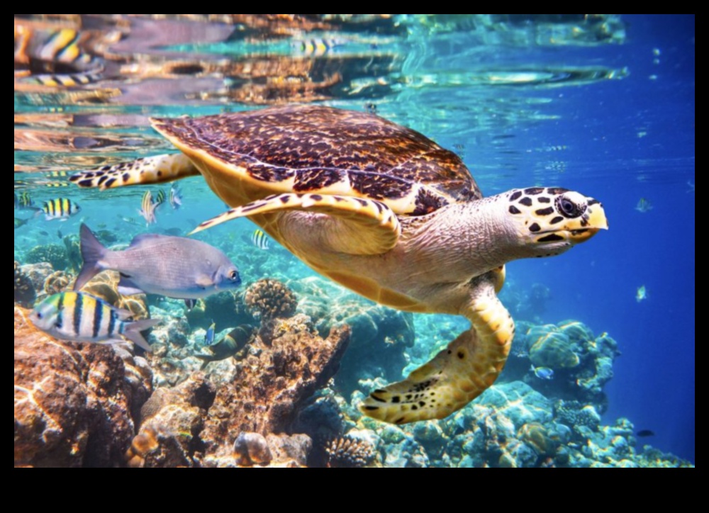 המשך כרוניקות החופים: חקר מערכות אקולוגיות ימיות מגוונות