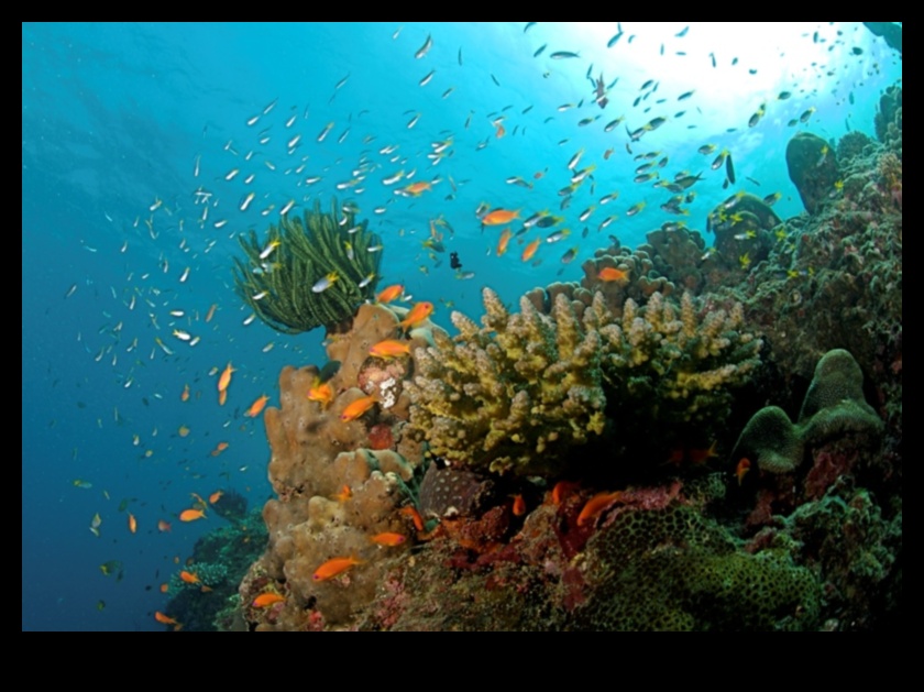 המשך כרוניקות החופים: חקר מערכות אקולוגיות ימיות מגוונות