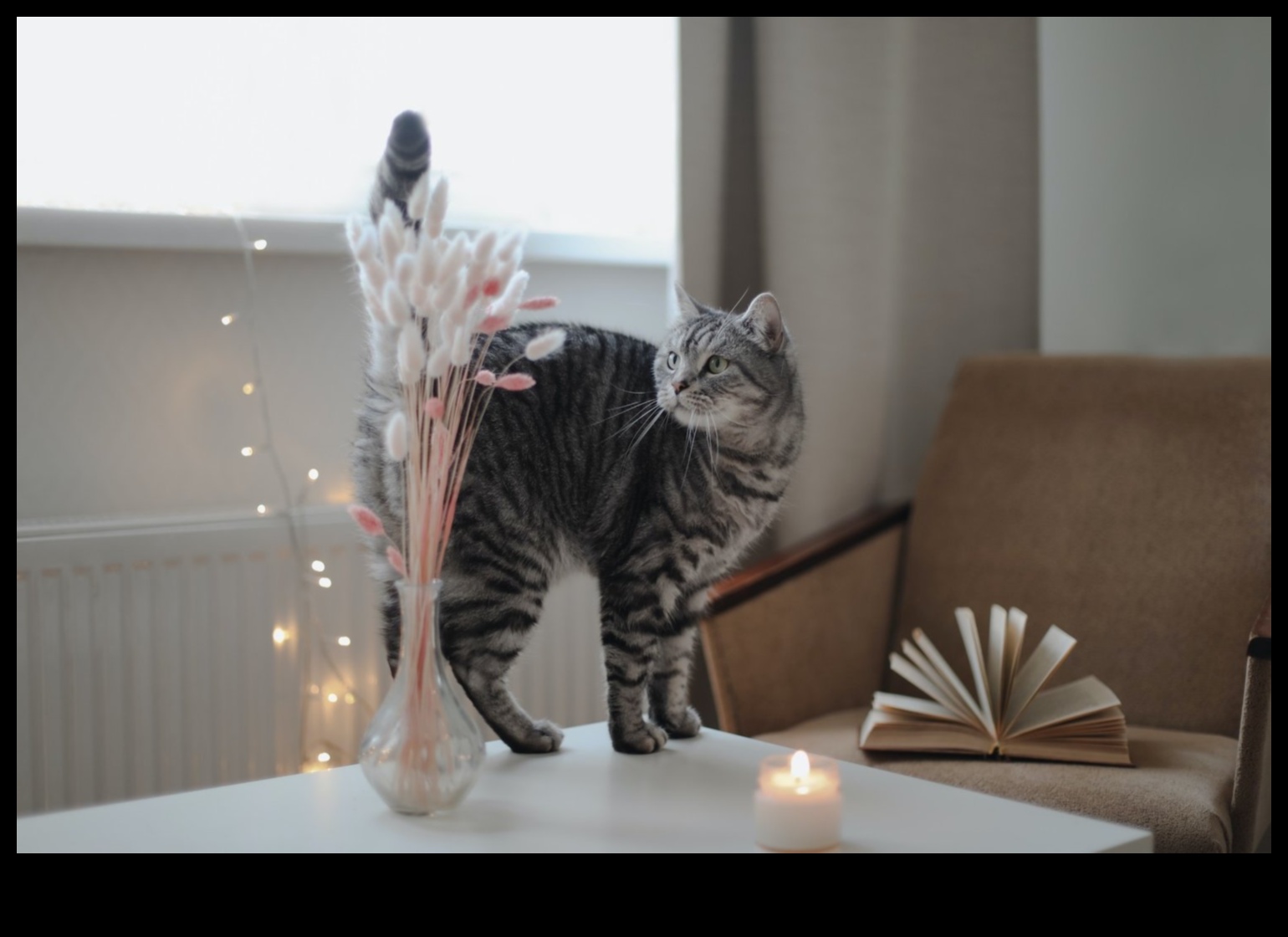 Home Sweet Home: יצירת מקלט בטוח לחתול שלך