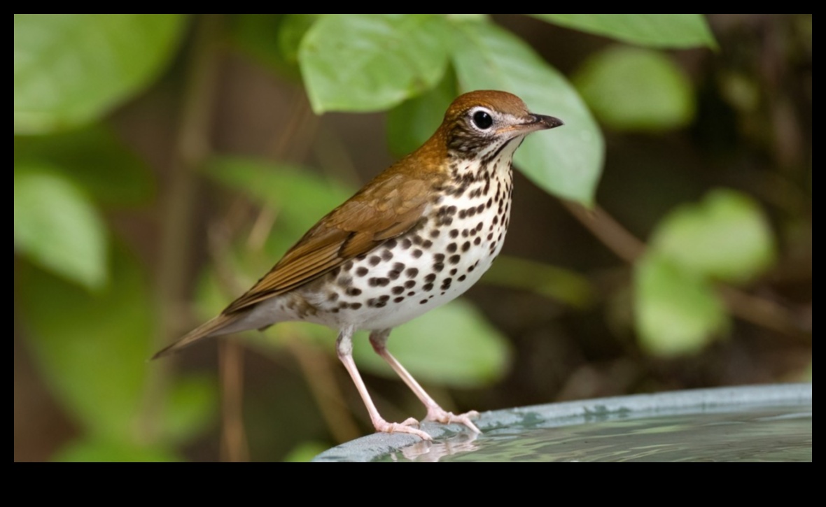 כרוניקות לשימור ציפורים: מאמצים להגן על מינים בסכנת הכחדה