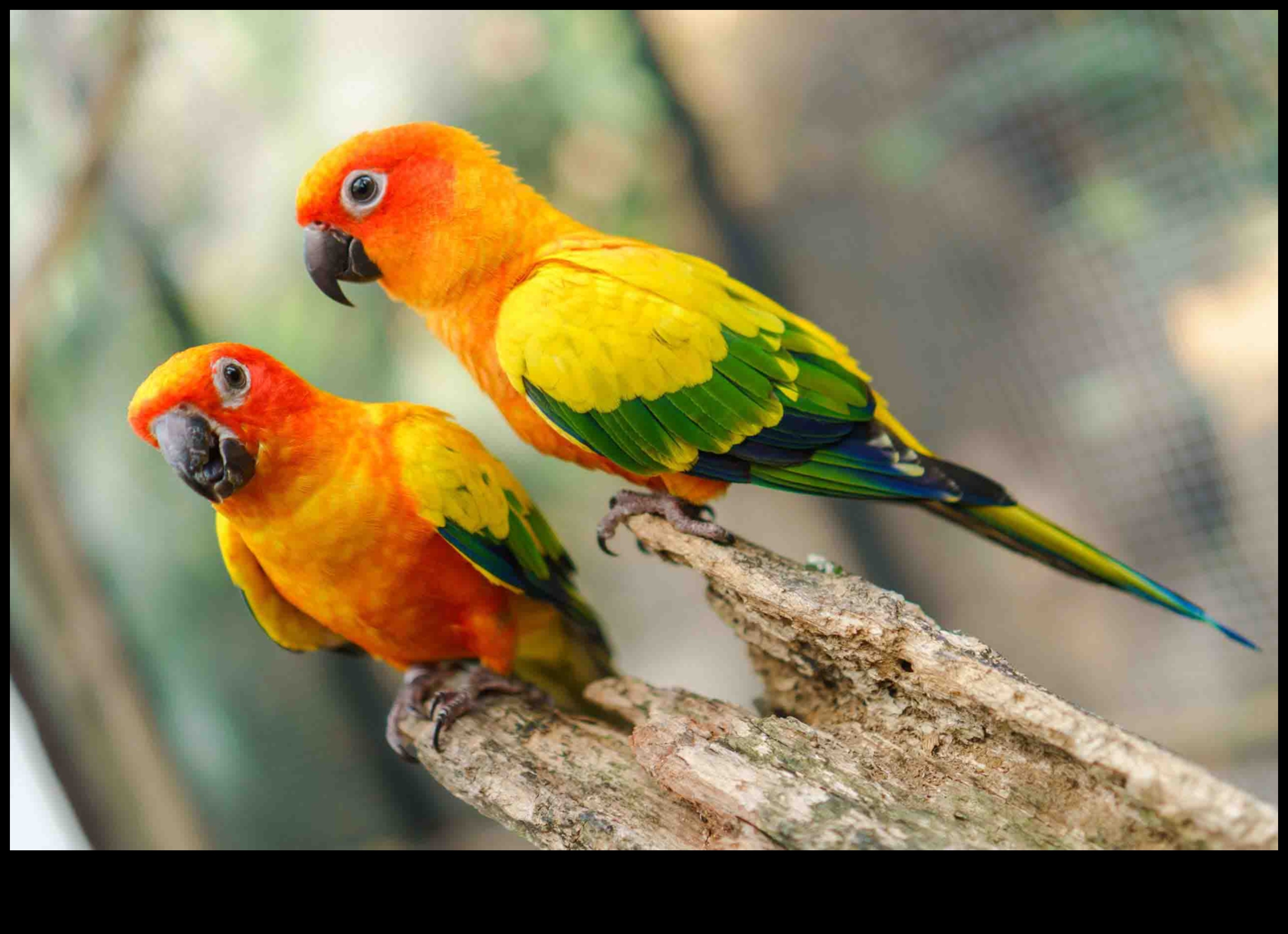 המשך חברים נוצות: התנהגויות חיבור ייחודיות בין ציפורים