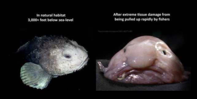 מתחת לגלים: איך דגים מסתגלים לעומקי אוקיינוס ​​שונים