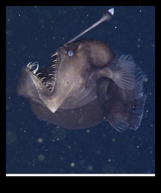 מתחת לגלים: איך דגים מסתגלים לעומקי אוקיינוס ​​שונים