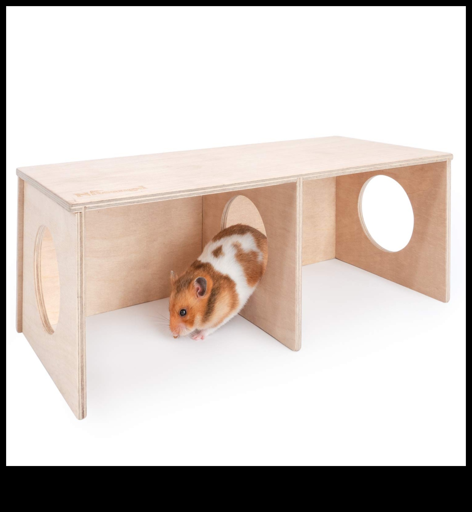 מעבר לכלוב: הרפתקאות חוץ לחקר אוגרים