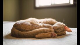 Catnap Chronicles המשך: הבנת דפוסי שינה שונים