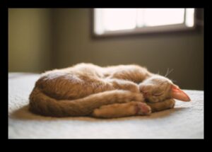 Catnap Chronicles המשך: הבנת דפוסי שינה שונים