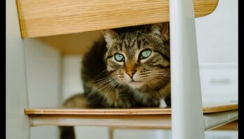 Home Sweet Home: יצירת מקלט בטוח לחתול שלך