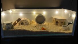 מגורים אסתטיים: עיצוב כלוב אופנתי עבור מגורי אוגרים