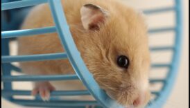 בטיחות גלגל אוגר המשך: תחזוקה ובדיקות שוטפות