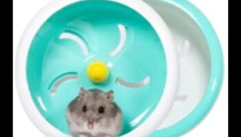 המשך בטיחות גלגל אוגר: ​​הבטחת סיבוב חלק ושקט