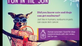 בטיחות שמש עבור חיות מחמד: הגנה על חבריך הפרוותיים מפני קרני UV מזיקות
