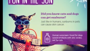 בטיחות שמש עבור חיות מחמד: הגנה על חבריך הפרוותיים מפני קרני UV מזיקות