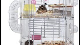 הרפתקאות חיצוניות מעבר לכלוב לחקר אוגרים 4 מעבר לכלוב: הרפתקאות חוץ לחקר אוגרים