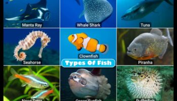 המשך זיהוי דגים: זיהוי מינים לא שכיחים ואקזוטיים