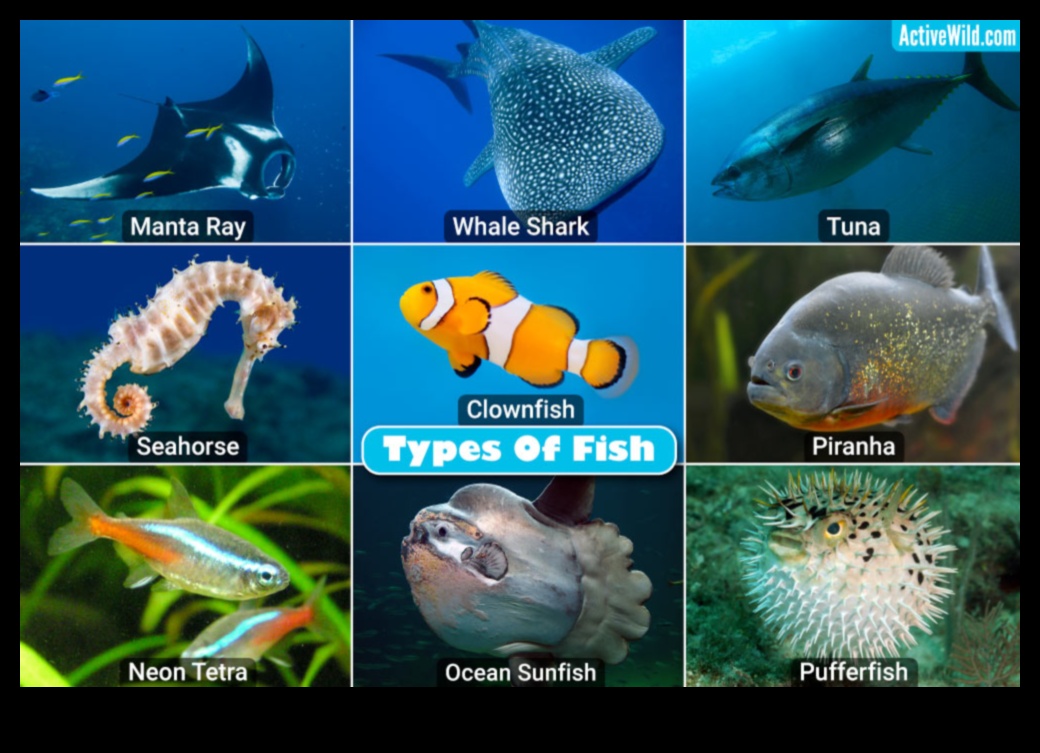 זיהוי דגים המשיך בזיהוי מינים לא שכיחים ואקזוטיים 1 המשך זיהוי דגים: זיהוי מינים לא שכיחים ואקזוטיים