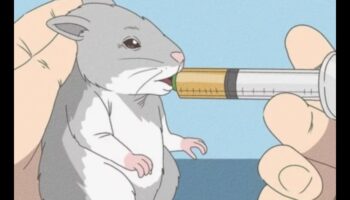 שיחת שיני אוגר: ​​טיפים לטיפול שיניים ולצרכי לעיסה