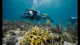 המשך כרוניקות החופים: חקר מערכות אקולוגיות ימיות מגוונות
