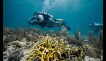 המשך כרוניקות החופים: חקר מערכות אקולוגיות ימיות מגוונות