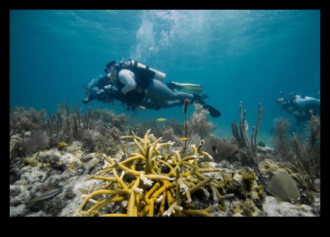 המשך כרוניקות החופים: חקר מערכות אקולוגיות ימיות מגוונות
