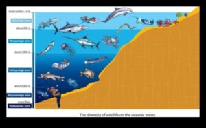 מתחת לגלים: איך דגים מסתגלים לעומקי אוקיינוס ​​שונים