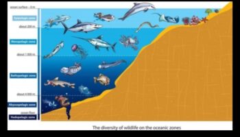 מתחת לגלים: איך דגים מסתגלים לעומקי אוקיינוס ​​שונים