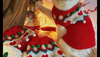 Feline Fashion Fiesta: הלביש את החתול שלך בסטייל