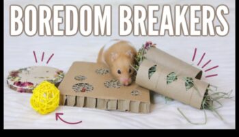 המשך רעיונות להעשרת אוגרים: פעילויות חושיות לגירוי