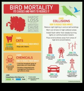 כרוניקות לשימור ציפורים: מאמצים להגן על מינים בסכנת הכחדה