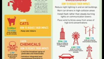 כרוניקות לשימור ציפורים: מאמצים להגן על מינים בסכנת הכחדה