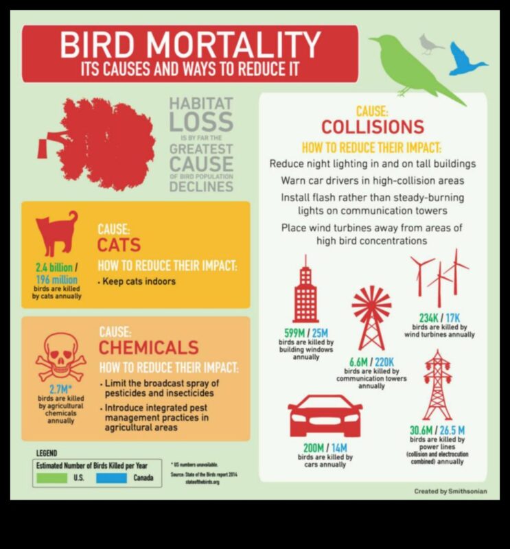 כרוניקות לשימור ציפורים: מאמצים להגן על מינים בסכנת הכחדה