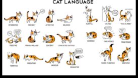 שפת הפסולת המשיכה לפתור התנהגויות חדרי מקלחת של חתולי ים 1 המשך שפת הפסולת: פענוח התנהגויות חדרי אמבטיה של חתולים