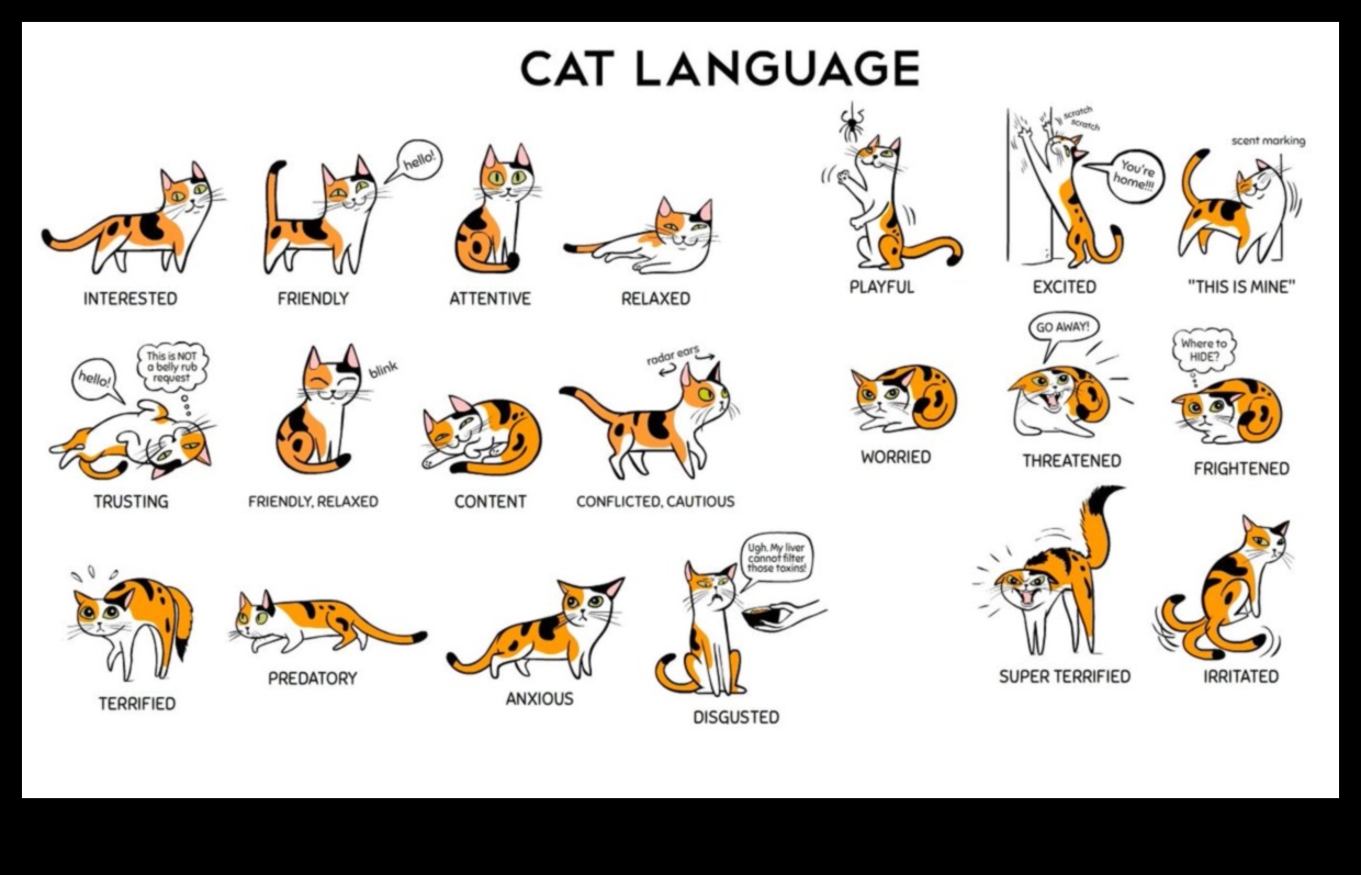 המשך שפת הפסולת: פענוח התנהגויות חדרי אמבטיה של חתולים